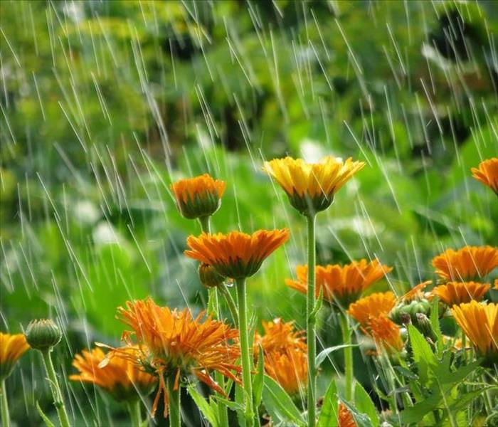 Garden flowers in rain. Summer flower background. Natural backgrounds
