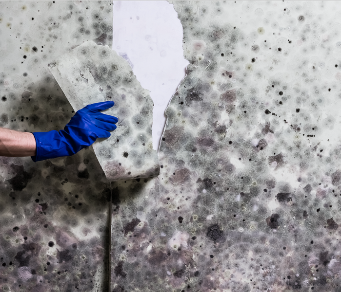 Hand in blue glove tears off wallpapers damaged by fungus